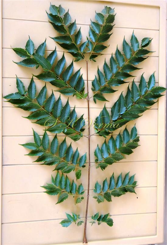  Leaf (Bipinnate)